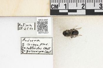 Media type: image;   Entomology 771217 Aspect: Labels